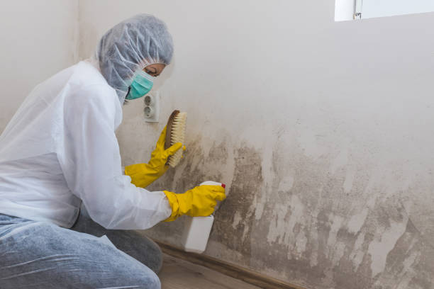 Best Best Mold Removal Companies  in Albemarle, NC