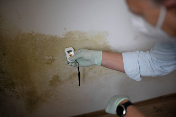 Mold Testing and Removal in Albemarle, NC