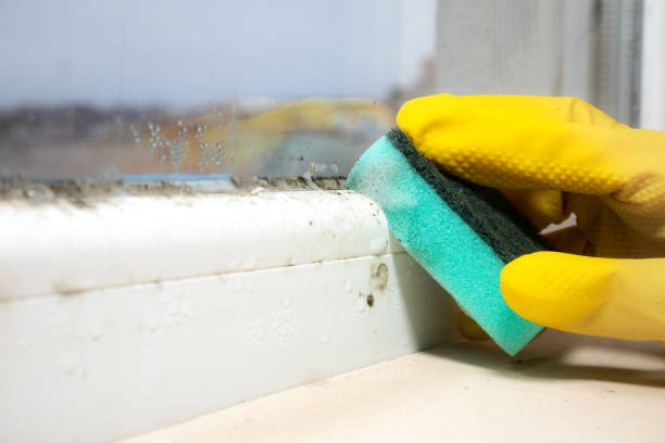 Best Mold Testing  in Albemarle, NC