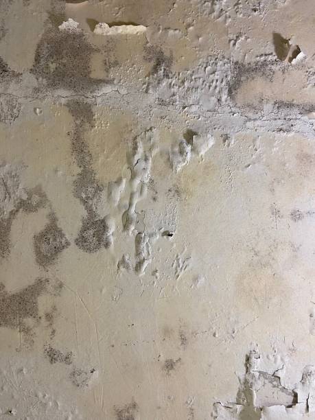 Professional Mold Removal in Albemarle, NC