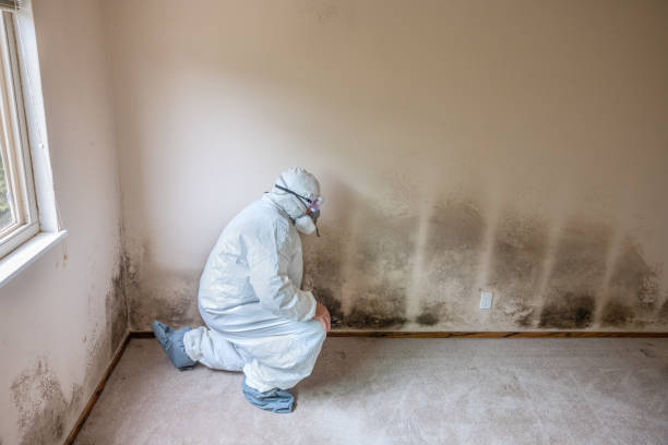 Home Mold Removal in Albemarle, NC