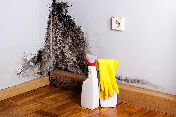 Best Professional Mold Removal  in Albemarle, NC