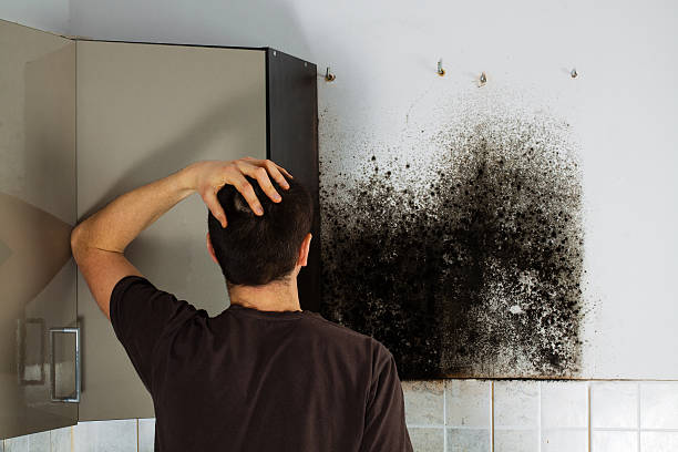 Best Mold Damage Repair  in Albemarle, NC