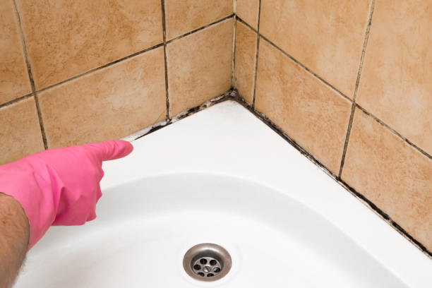 Best Fast Mold Removal  in Albemarle, NC