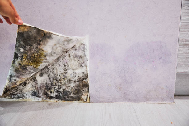 Best Residential Mold Removal  in Albemarle, NC